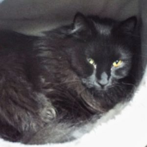 Picture of Midnight