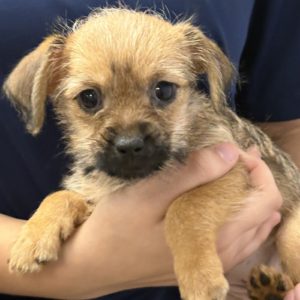 Picture of Minnie