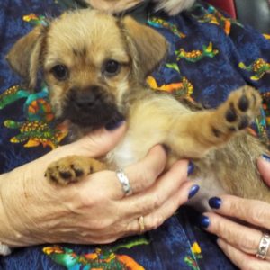 Picture of Minnie