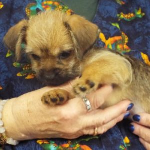 Picture of Minnie