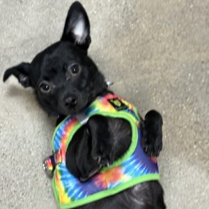 Picture of Peaches