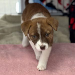 Picture of Ginger