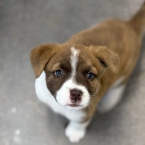 Picture of Ginger