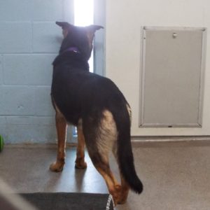 Picture of Rex