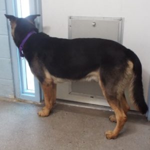 Picture of Rex
