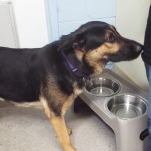Picture of Rex