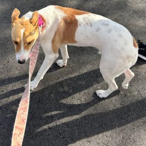 Picture of Sadie