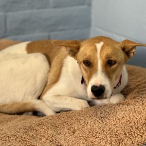 Picture of Sadie