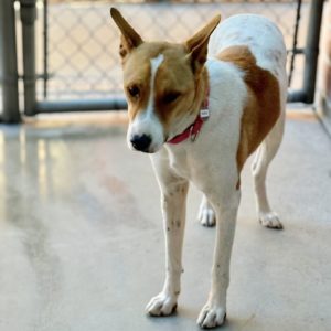 Picture of Sadie