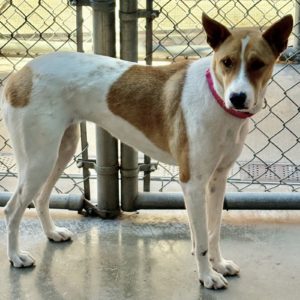 Picture of Sadie