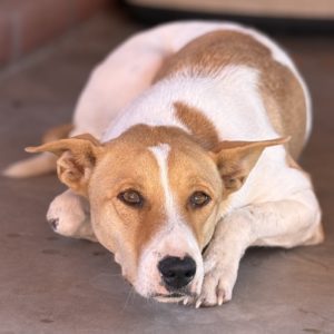 Picture of Sadie