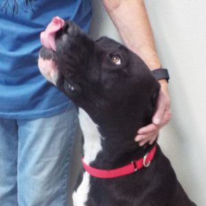 Picture of Shadow