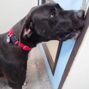 Picture of Shadow
