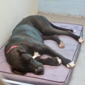 Picture of Shadow