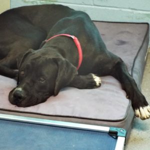 Picture of Shadow