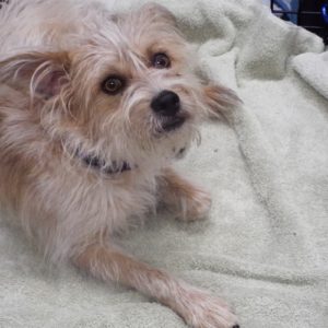 Picture of Sparky