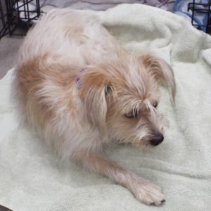 Picture of Sparky