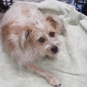 Picture of Sparky