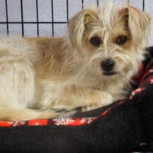 Picture of Sparky