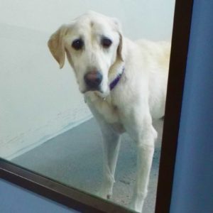 Picture of Sweetie