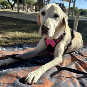 Picture of Sweetie