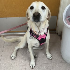 Picture of Sweetie