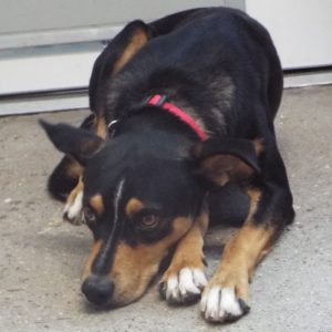 Picture of Whiskey
