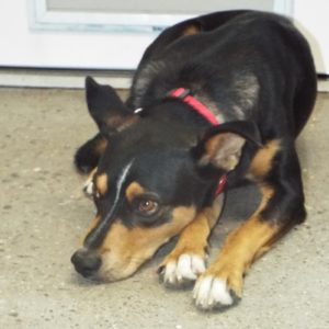 Picture of Whiskey