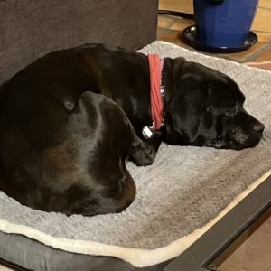 Picture of Xena