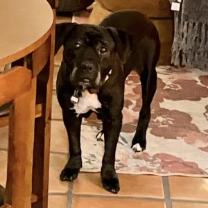 Xena