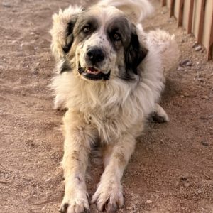 Picture of Zeus