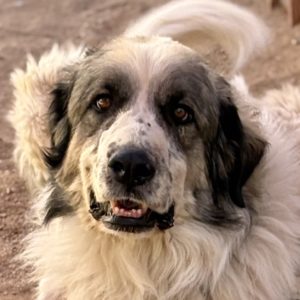 Picture of Zeus