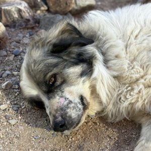 Picture of Zeus