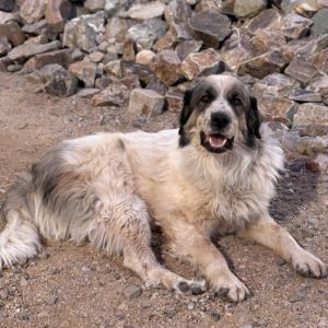 Picture of Zeus