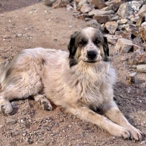 Picture of Zeus