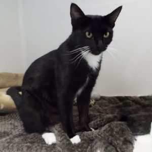 Picture of Cookie