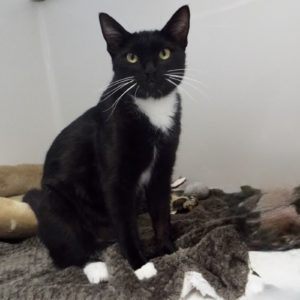 Picture of Cookie