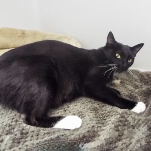 Picture of Cookie