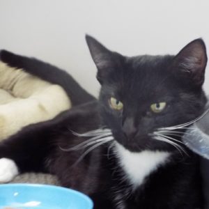 Picture of Cookie