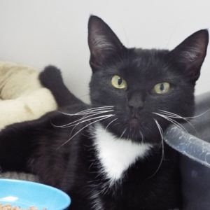 Picture of Cookie