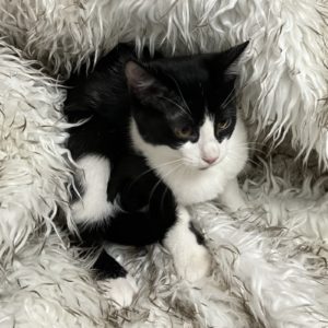 Picture of Cuddle Bear