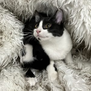 Picture of Cuddle Bear