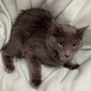 Picture of Eggnog (R.B.)