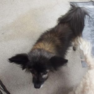Picture of Fifi