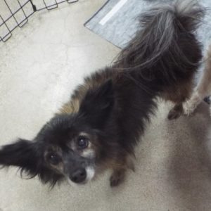 Picture of Fifi