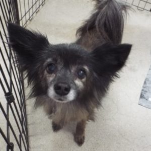 Picture of Fifi