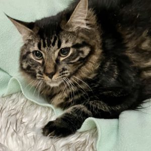 Picture of Fudge