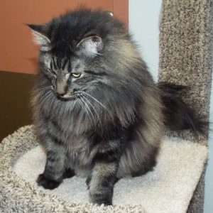 Picture of Fudge