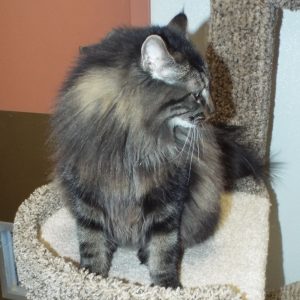 Picture of Fudge