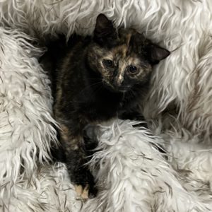 Picture of Fuzzy Bear